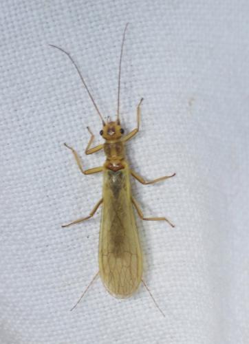 Isoperla sp.
